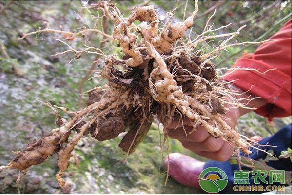 种植火龙果有哪些害虫需要防治？火龙果园常见地下害虫的防治方法