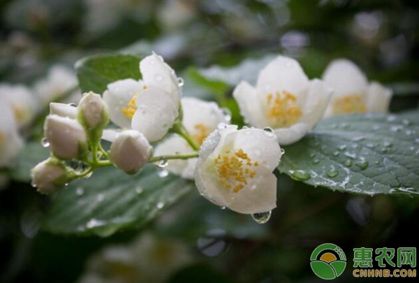 茉莉花的养护