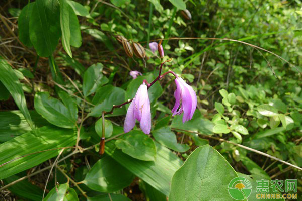 白芨种植田间怎么管理？