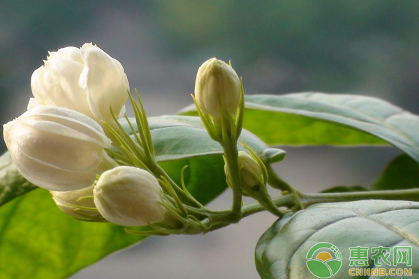 茉莉花养植技巧