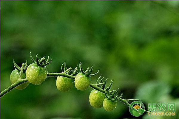 番茄为何茎秆开裂？番茄茎秆开裂的原因及其防治方法