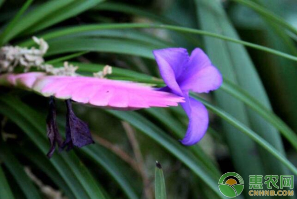 紫花凤梨花语