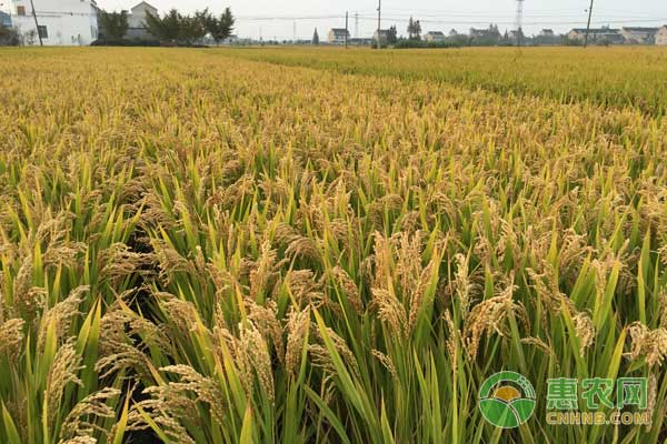 怎么种水稻才能高产？重穗型和中穗型水稻种植技术