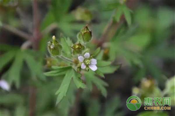 麦田怎么除草？高效识别杂草是防治的关键