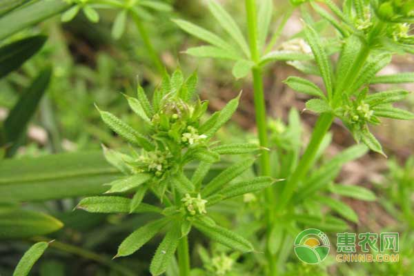 麦田怎么除草？高效识别杂草是防治的关键