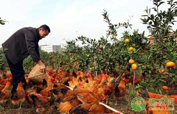 土鸡养殖知识你知多少?农村土鸡养殖误区