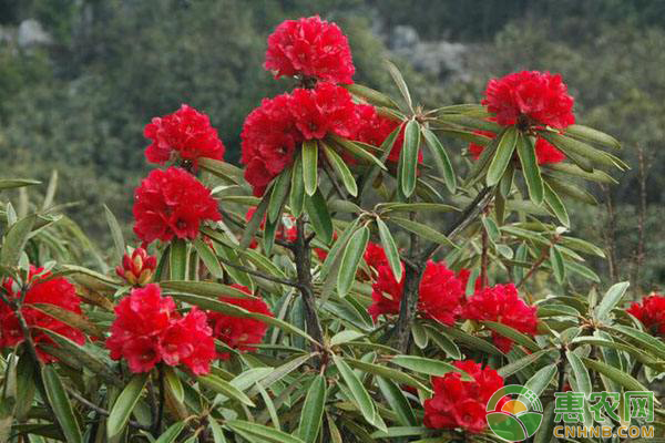 杜鹃花防冻措施