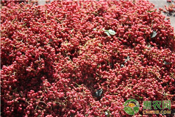 花椒怎么种植？花椒高产种植技术要点