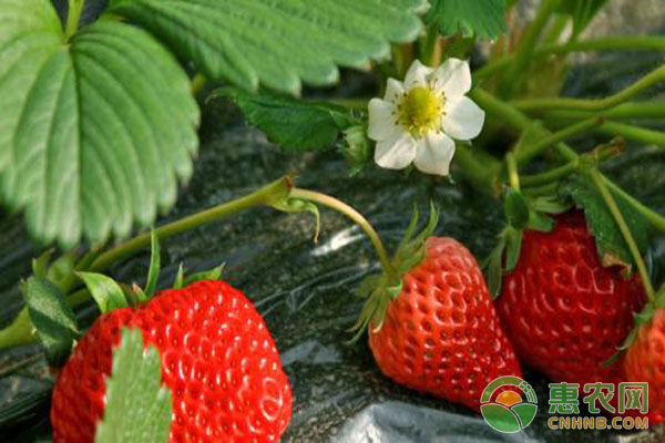 棚室草莓种植方法