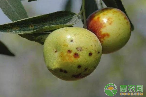 有机铜制剂噻菌铜混配技术在果蔬常见病害上的应用