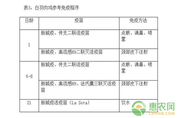 冬季白羽肉鸡养殖技术及饲养管理要点