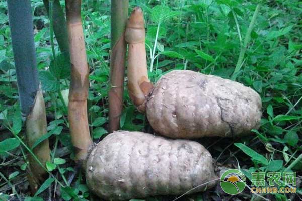 天麻种植技术及经济效益分析