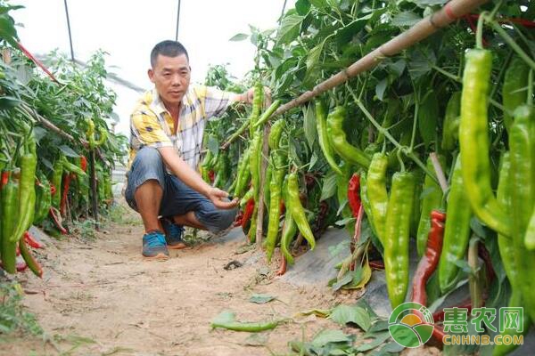 大棚蔬菜种植