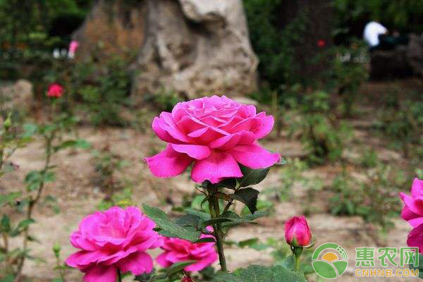 花卉土壤板结防治措施