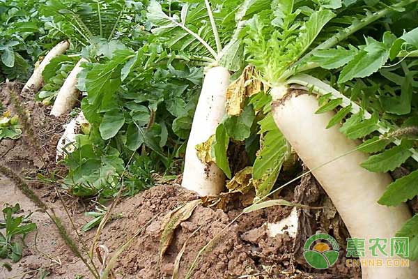 冬季萝卜种植管理技术