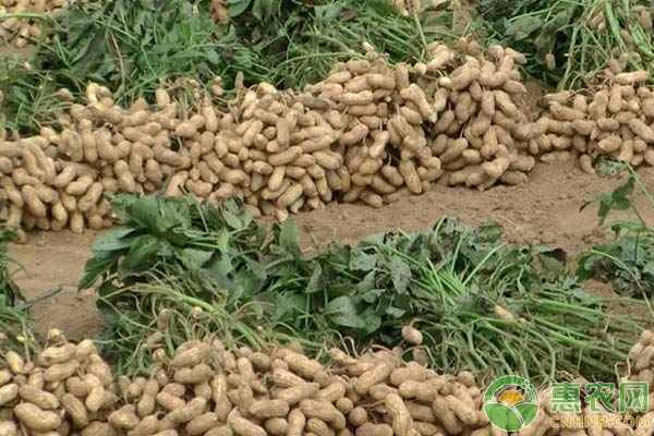 花生高产选对土壤选择是关键