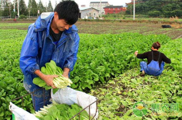 冬季蔬菜补光注意事项