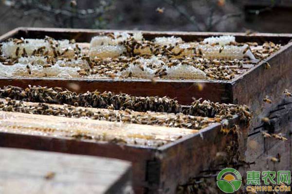 饲养蜜蜂强群管理措施