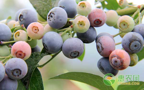 蓝莓种植建园注意事项