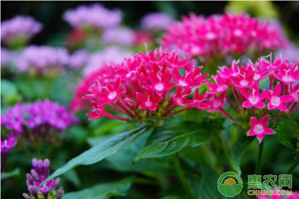 繁星花怎么种植？繁星花高效种植技术