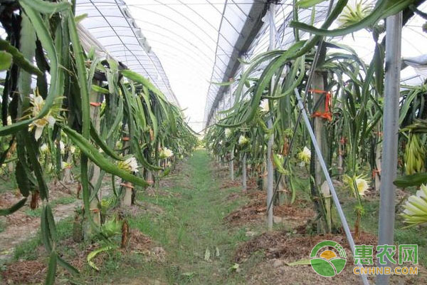 寒冷季节，如何温室种植火龙果？