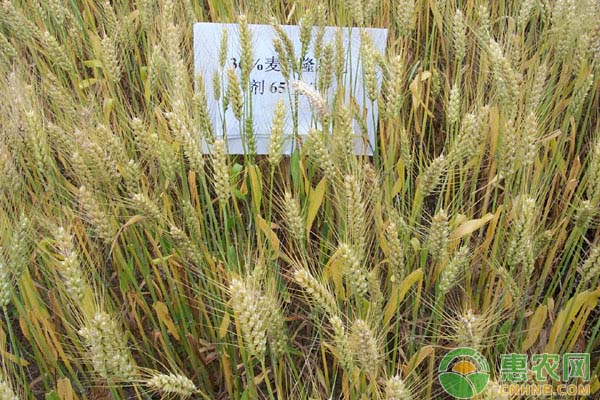 麦田除草要点