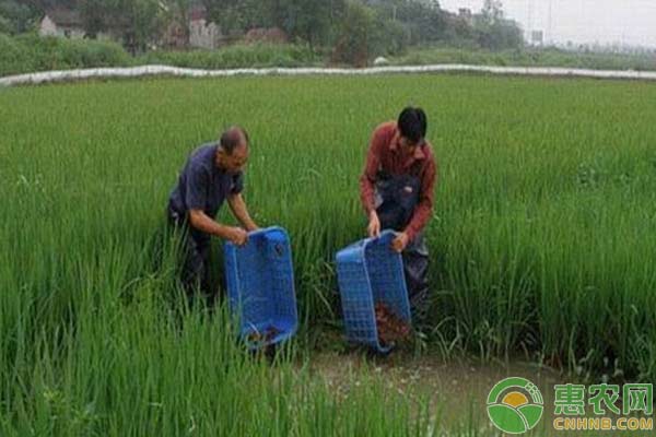 小龙虾养殖技术：水质败坏调节措施