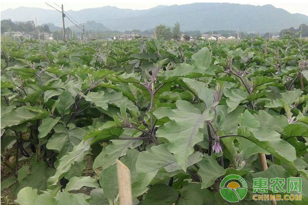 北方地区冬暖棚茄子安全优质种植管理技术