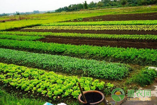 寒冬时节，农作物冲施肥料注意事项有哪些？