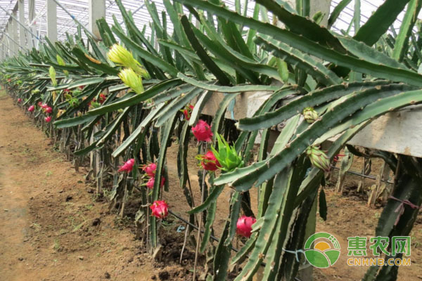 冬春季节，正确管理火龙果的操作方法