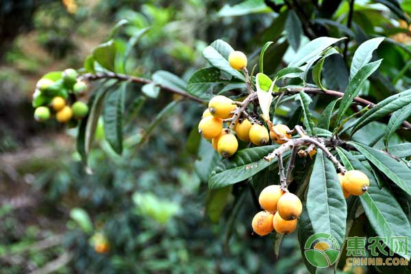 枇杷种植技术手册（完全版）