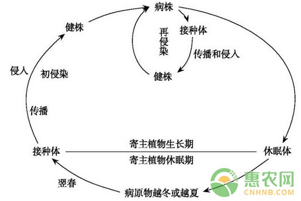 芒果细菌性角斑病的发病规律及其应对方法