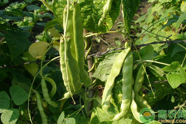 温室菜豆高产种植技术