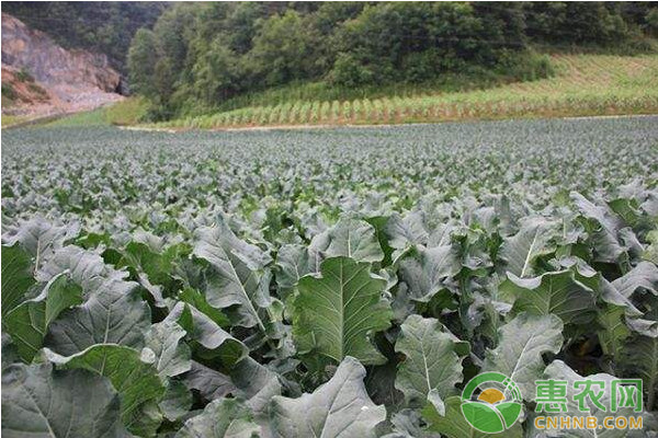 蔬菜种植技巧：五大施肥误区早知道