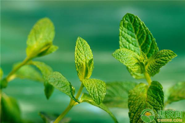 薄荷种植方法