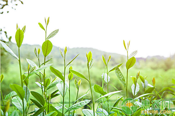 茶树良种扦插繁殖技术及病虫害防治