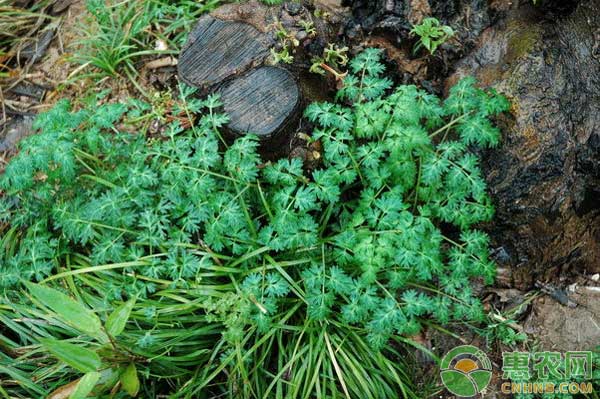 明党参种植及加工技术