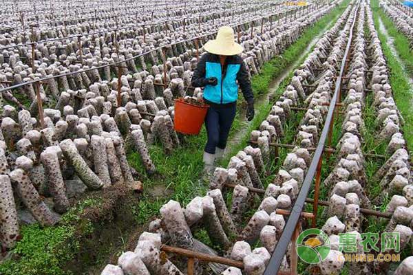 黑木耳代料栽培技术及采收加工方法