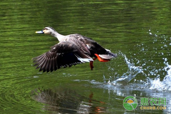 种鸭、母鸭的饲养管理