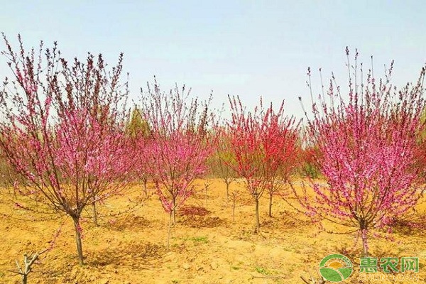 密植桃树夏季回缩修剪技术