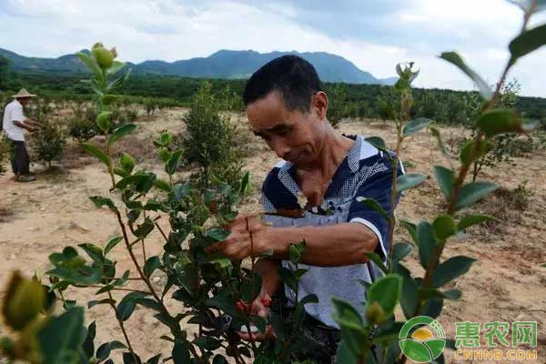 油茶管理技术：整形修剪促高产