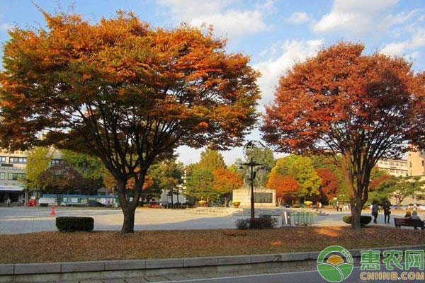 园林树木栽植技术与养护管理要点