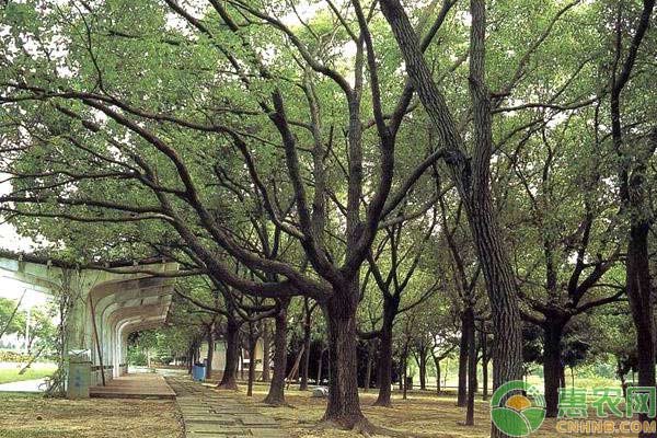 园林树木栽植技术与养护管理要点