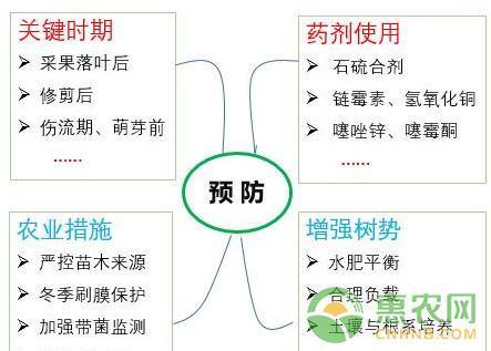 猕猴桃溃疡病如何进行有效防治？猕猴桃溃疡病的科学防治措施