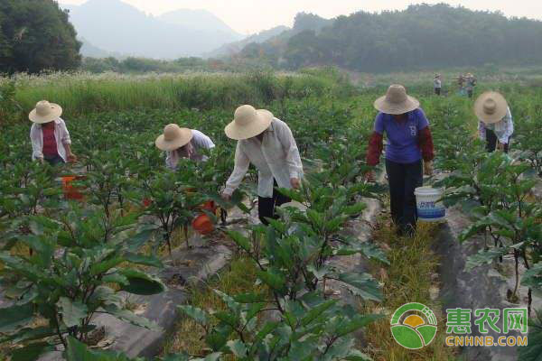 茄子种植