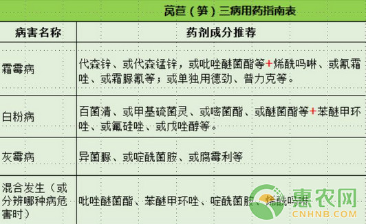 浅谈莴苣三种常见病害的识别及其防治措施