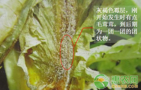 浅谈莴苣三种常见病害的识别及其防治措施