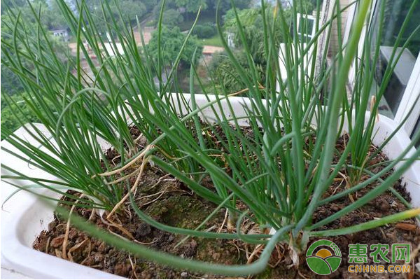 葱蒜出现干尖黄化怎么办？葱蒜干尖黄化的原因及其防治措施