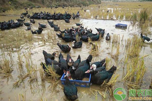 浅析益生菌在养鸭中的应用