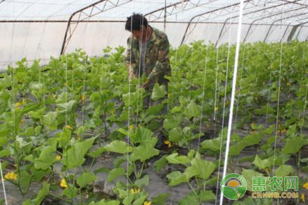 大棚蔬菜科学用药